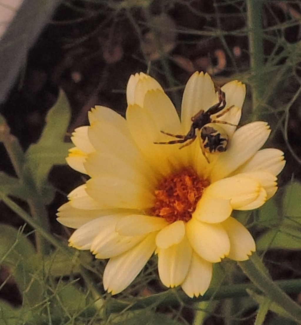 Ragno giallo tatuato: Synema globosum (Thomisidae)